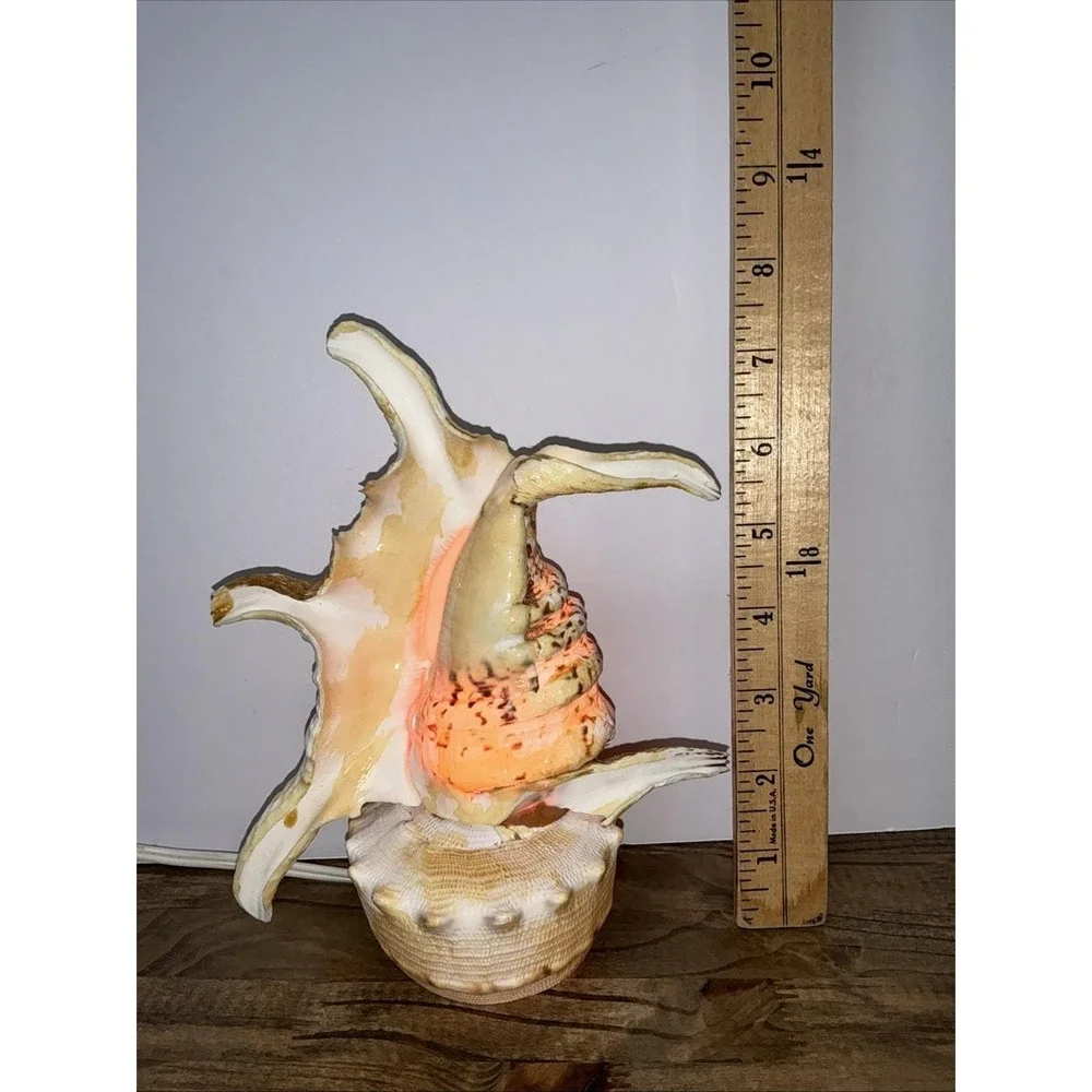 Vintage Real Conch Shell Lamp Night Light Accent Light w/ In-Line Power Switch
